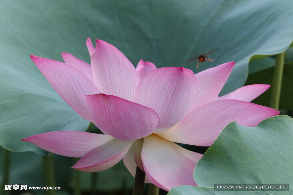 娇艳盛开的粉色荷花
