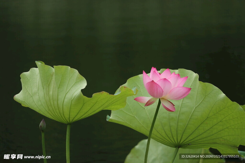 娇艳荷花伴翠绿荷叶