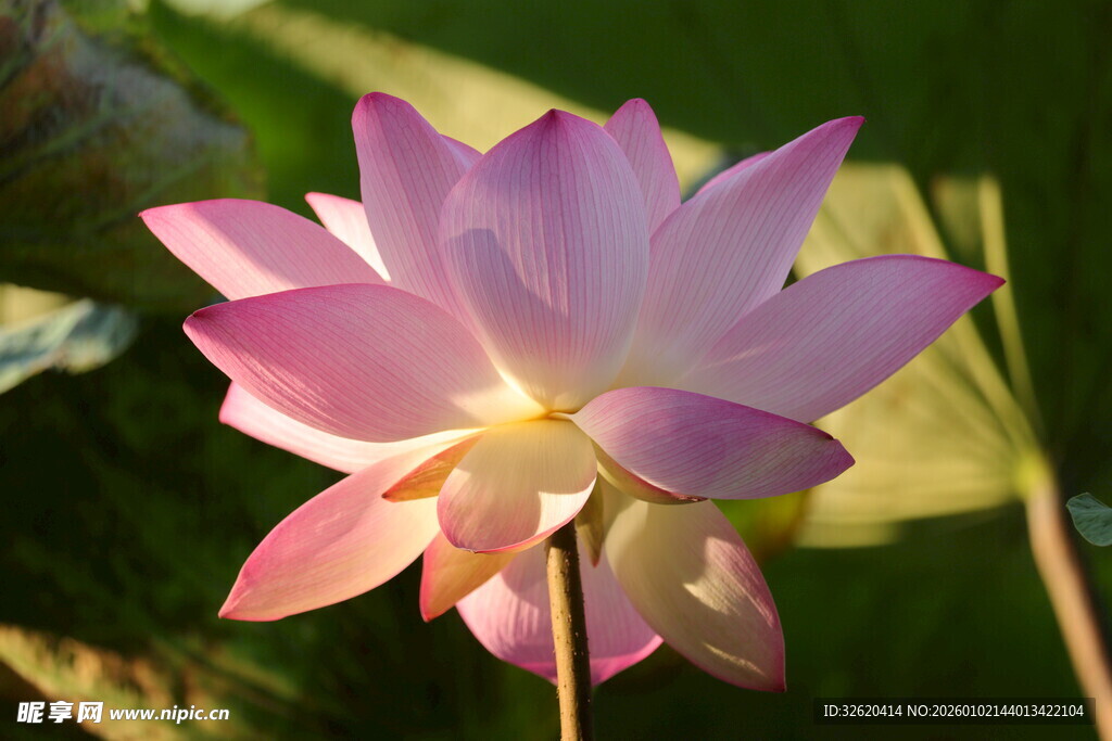 绽放的美丽粉色荷花
