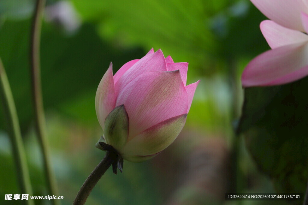 含苞待放的粉嫩荷花