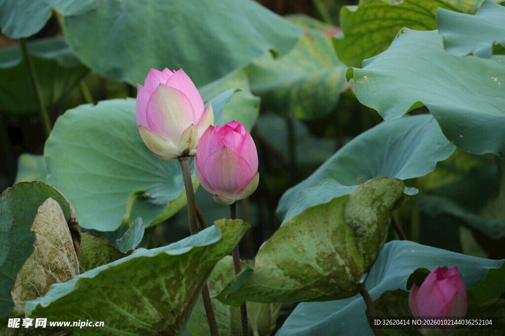 粉嫩荷花绽于翠绿荷叶间