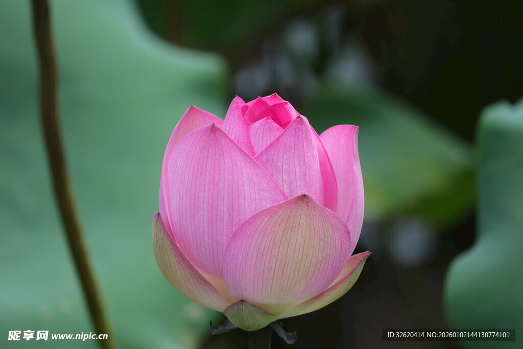 娇艳粉色荷花初绽