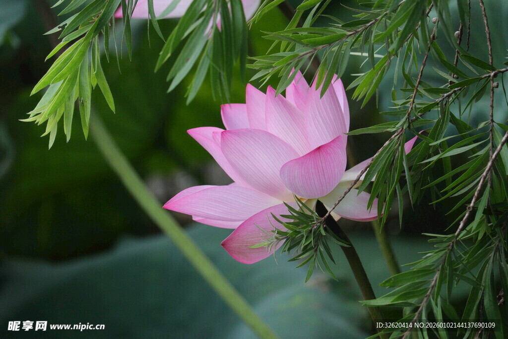 娇艳荷花绽放绿叶间