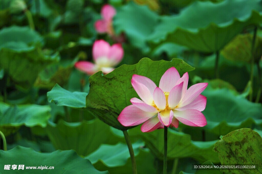 粉色荷花绽放于绿叶间