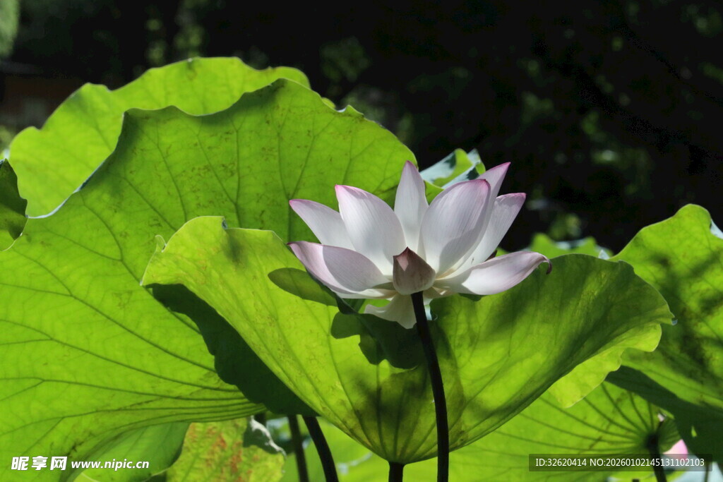 绽放的白莲花与翠绿荷叶