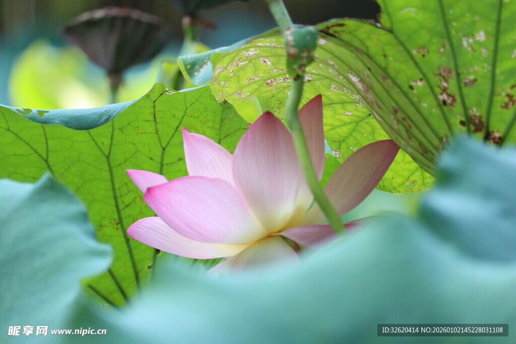 绽放的粉色荷花与荷叶