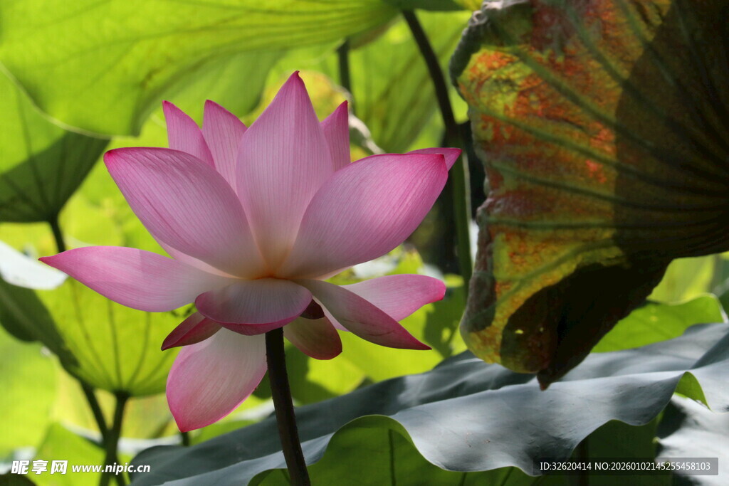 娇艳绽放的粉色荷花