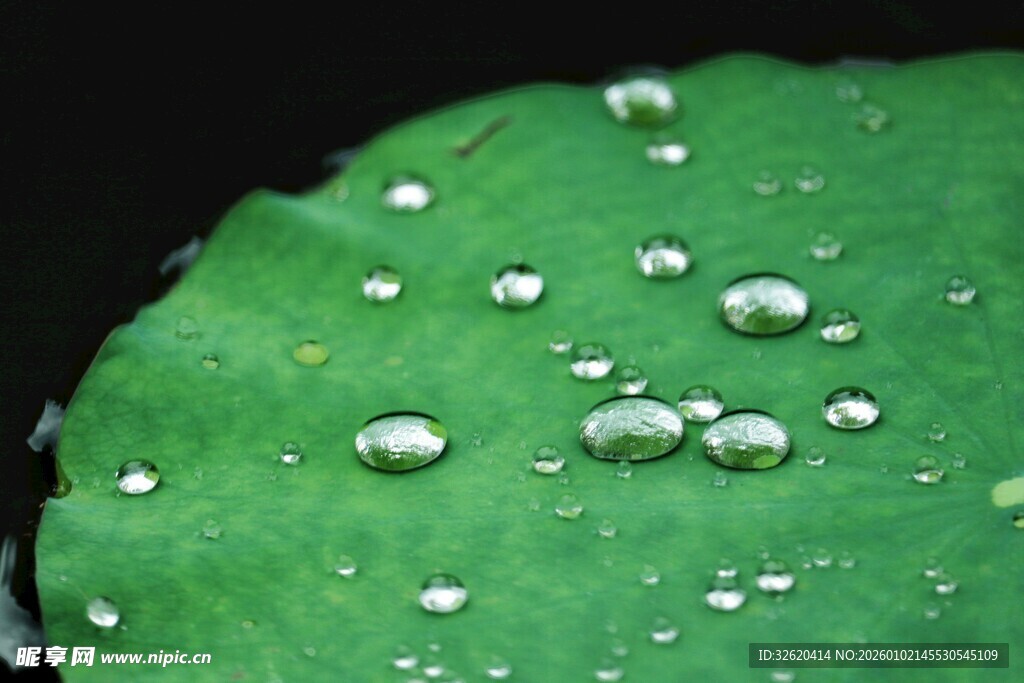 绿叶上晶莹的水珠