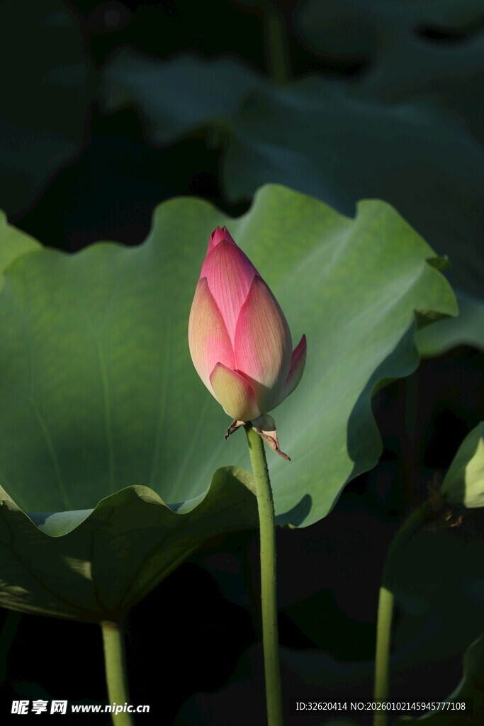含苞待放的娇艳荷花