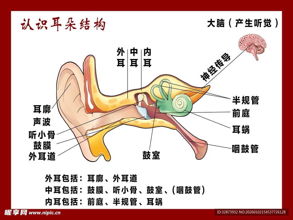 人耳结构解剖示意图