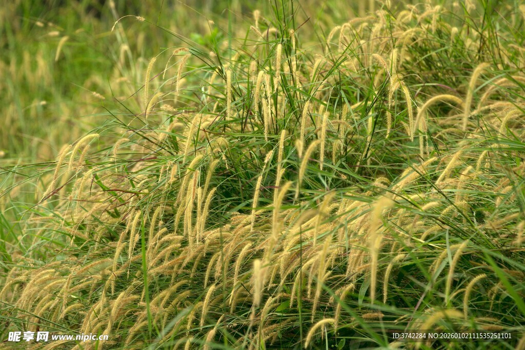 金黄稻穗 田园丰收景象