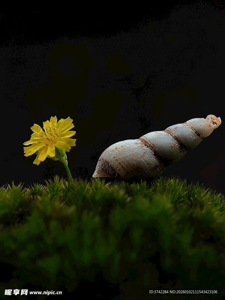 蜗牛旁的黄色小花