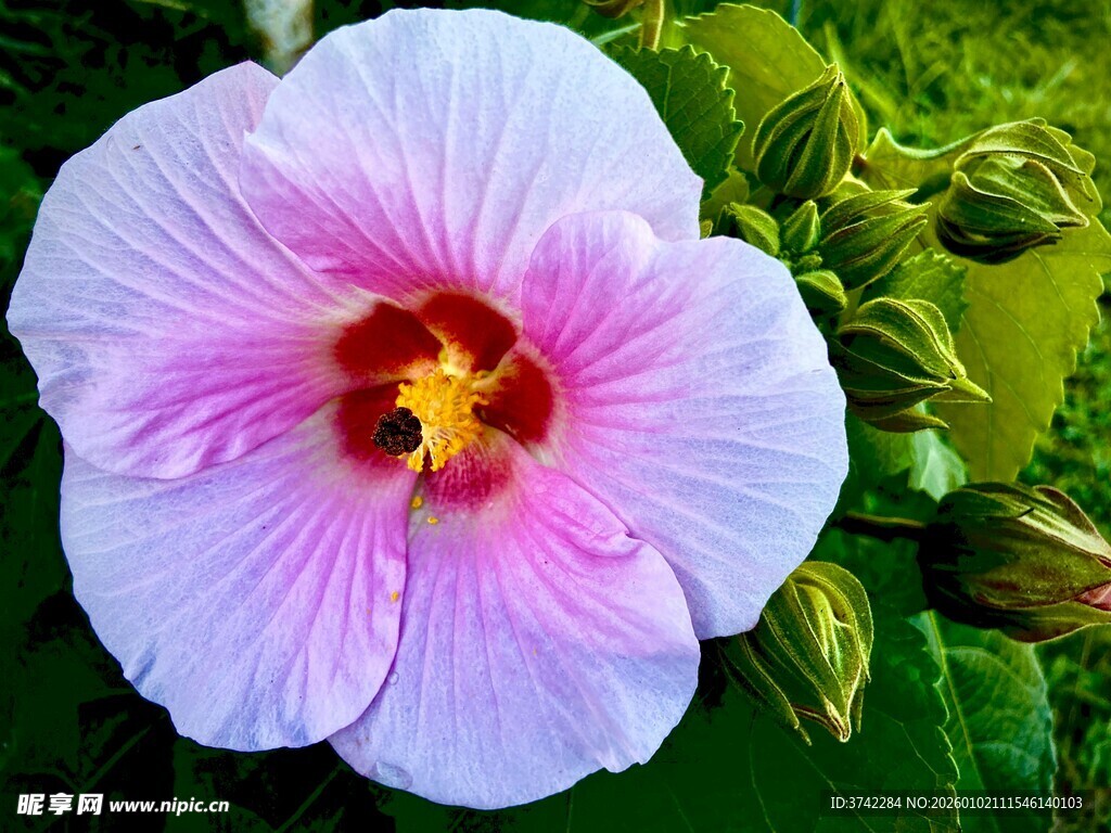 淡粉木槿花特写