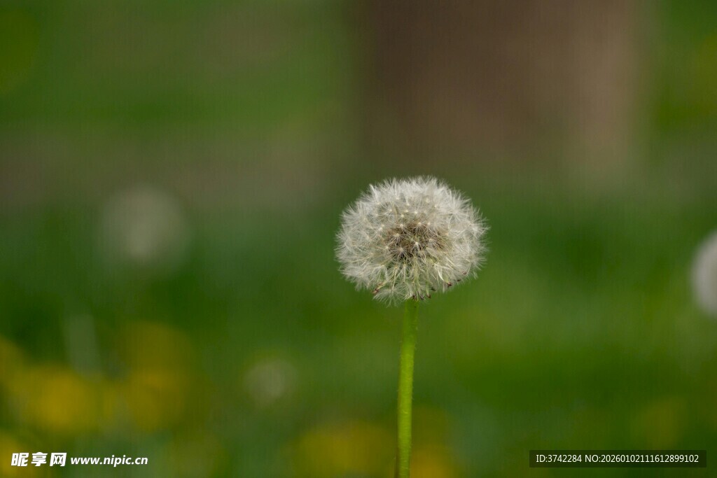 蒲公英特写