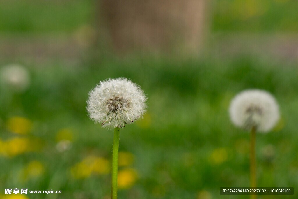 田野中的蒲公英