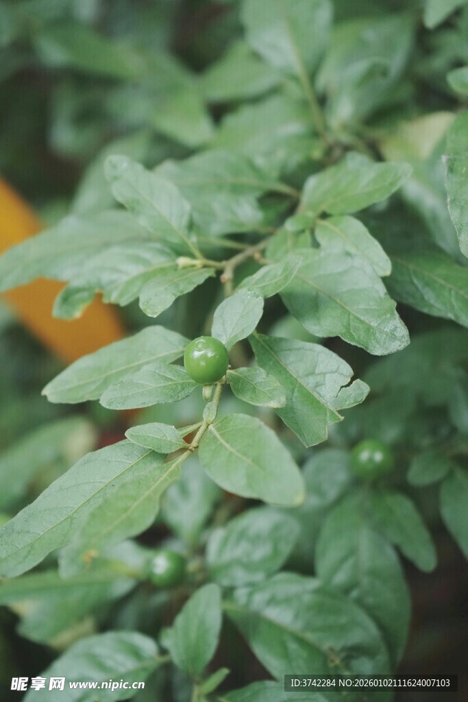嫩绿枝叶上的青涩果实