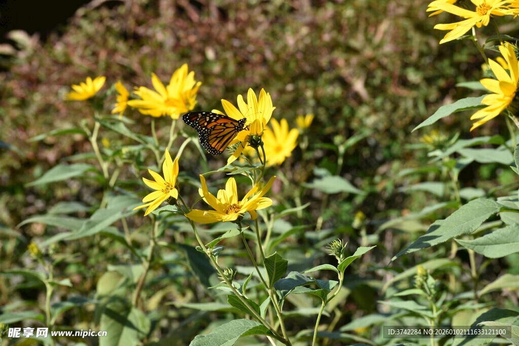野外绽放的黄色小花