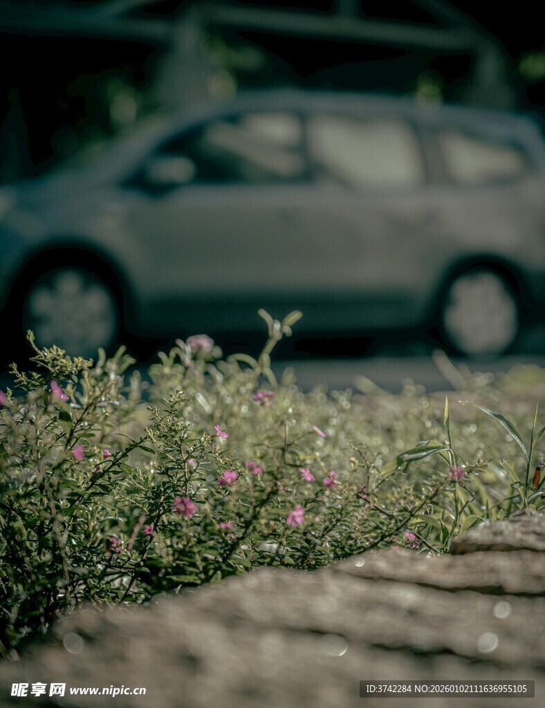 路边绿植与远处车辆
