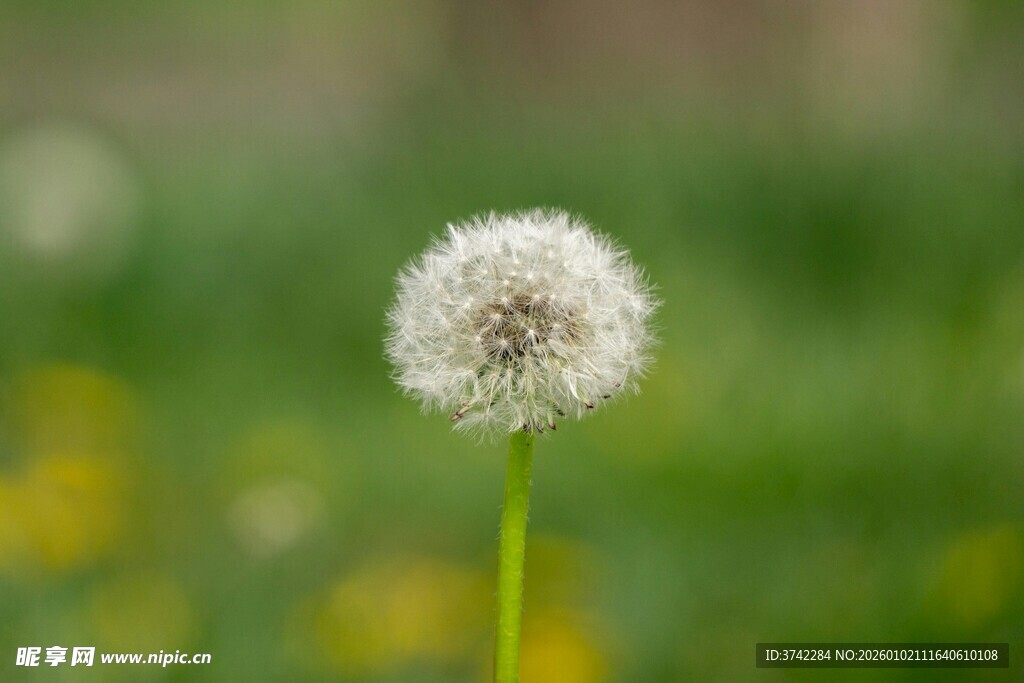 蒲公英特写