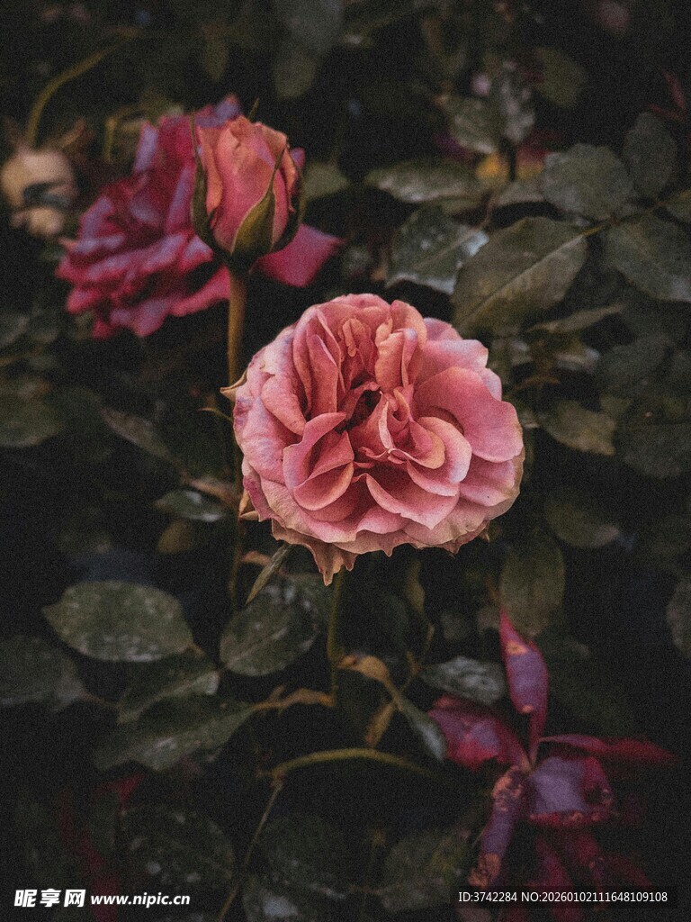 娇艳绽放的粉色系玫瑰花