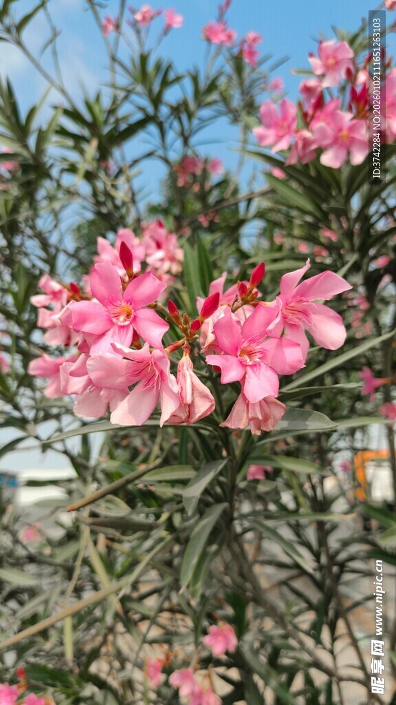 娇艳绽放的粉色夹竹桃花