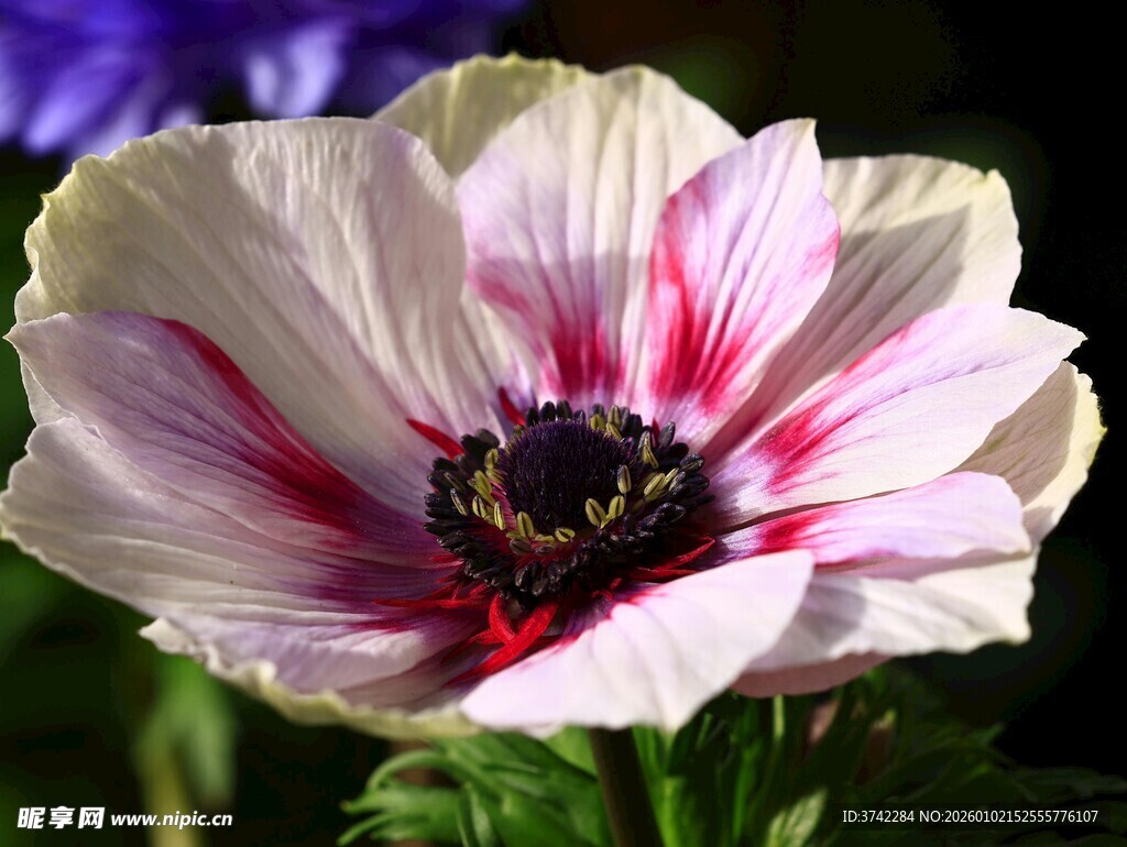 粉白相间美丽银莲花