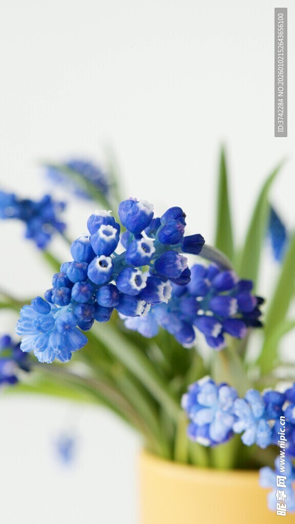 蓝葡萄风信子清新花卉图
