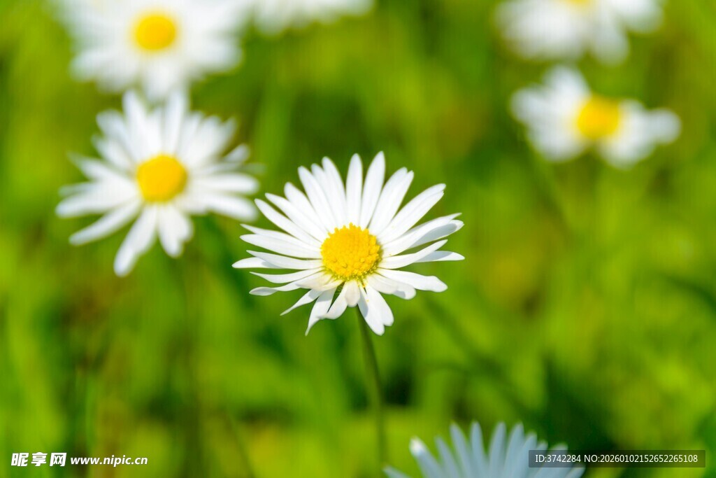 清新雏菊绽放于绿野间