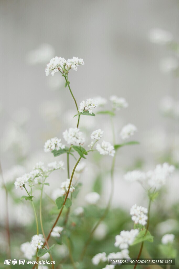 清新小白花绽放瞬间
