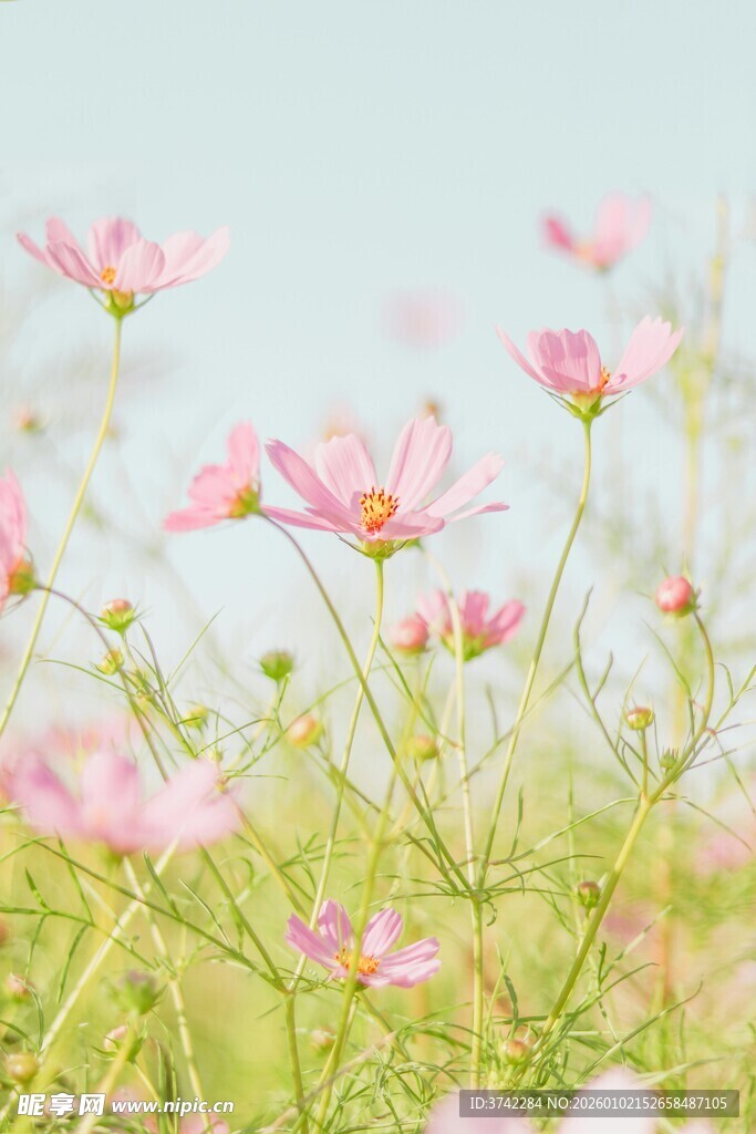 粉色格桑花绽放的美景