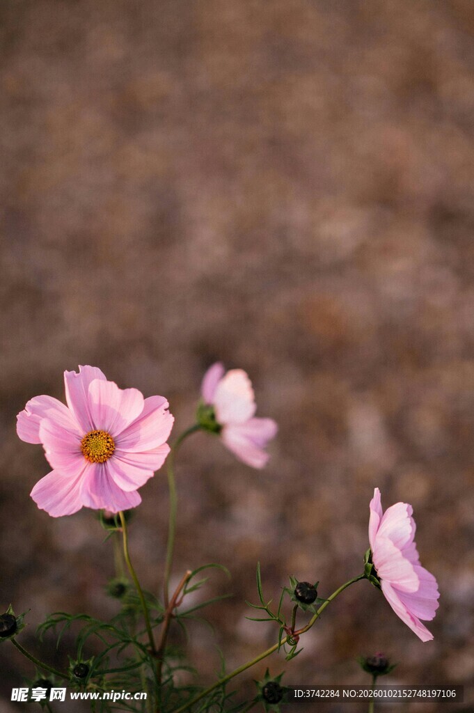 粉色波斯菊绽放