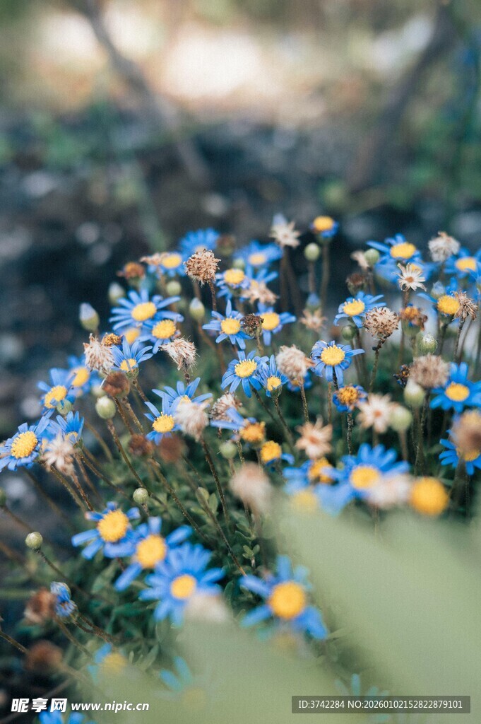 烂漫小野花绽放自然间
