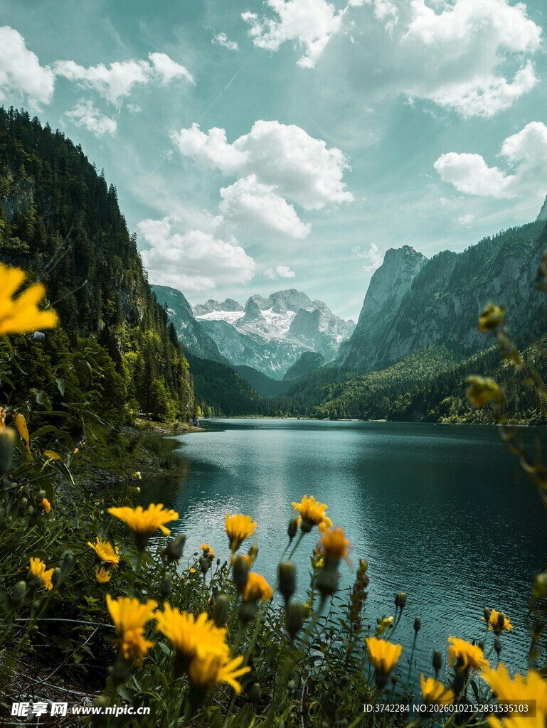 湖畔黄花伴青山美景