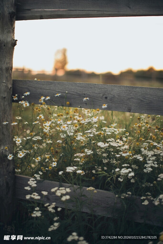 透过窗框看烂漫小雏菊