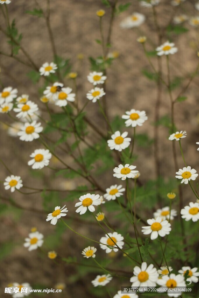 野雏菊绽放的美丽瞬间