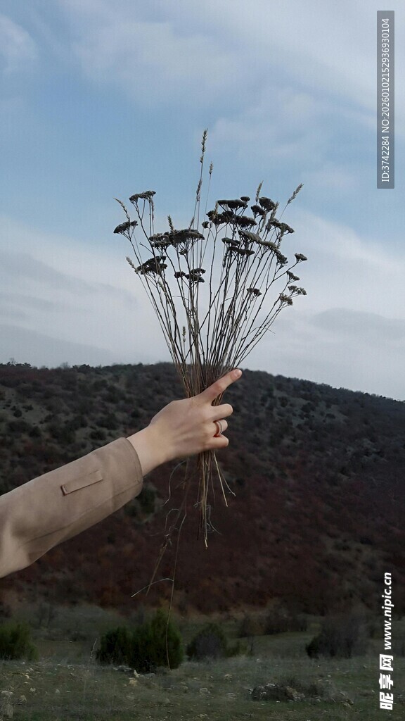 手捧干花于旷野