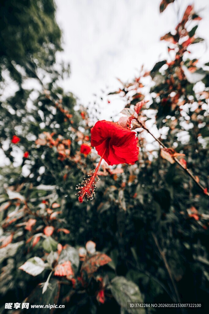 娇艳红花朵绽绿叶间
