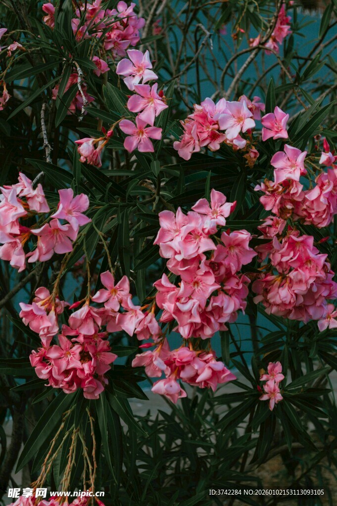 红色小花田野绽放