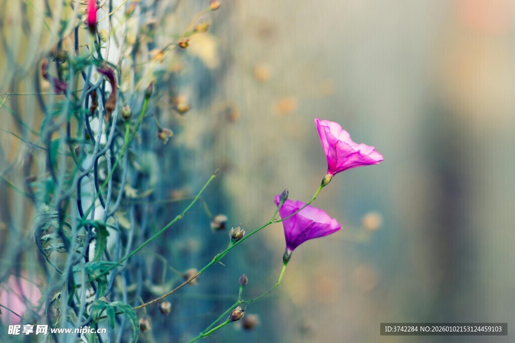 紫色小花垂挂于网格间