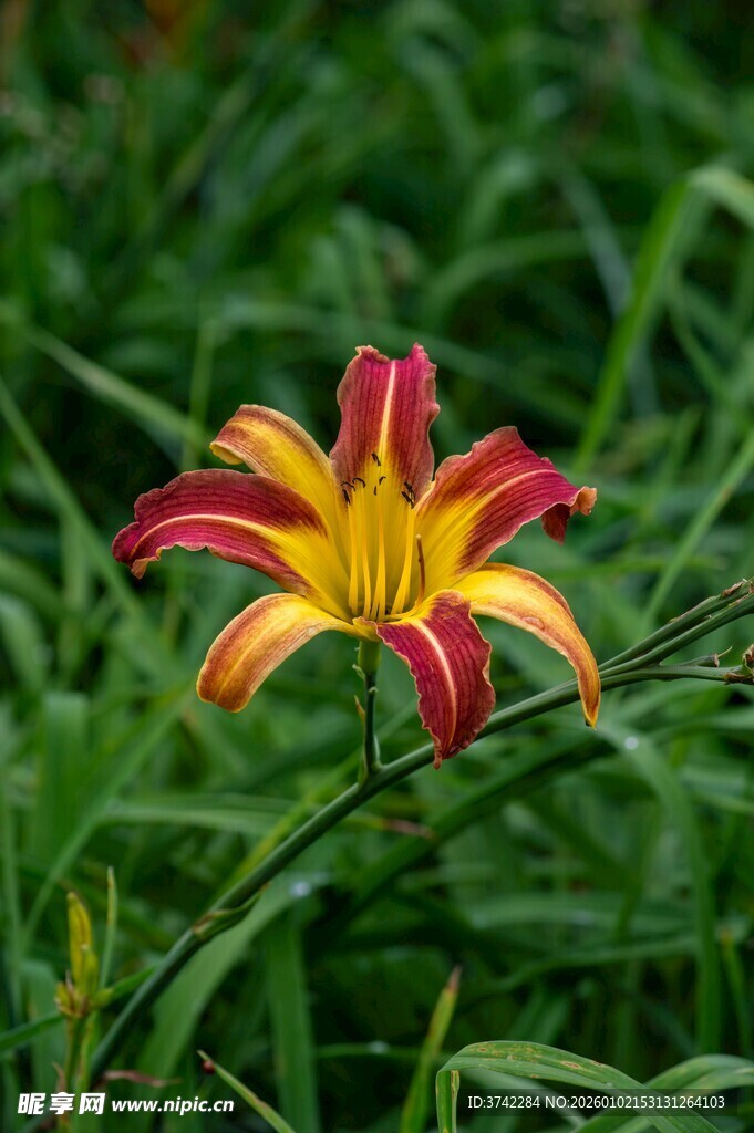 多彩萱草绽放于绿野