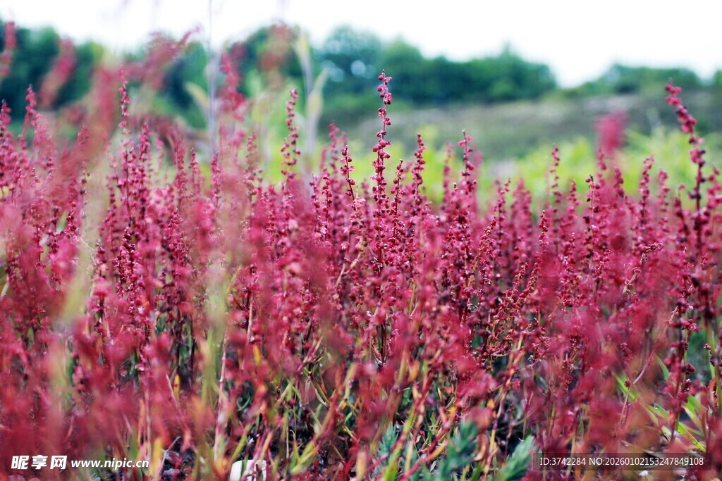 红草花海 自然绚丽景致