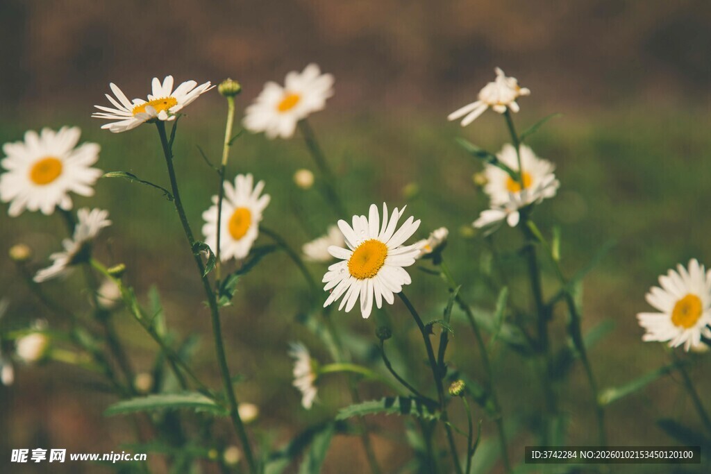 田野中的白色雏菊绽放
