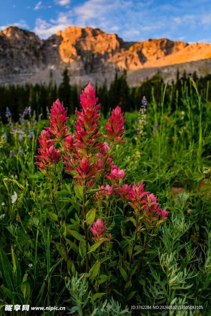 山间绽放的艳丽野花