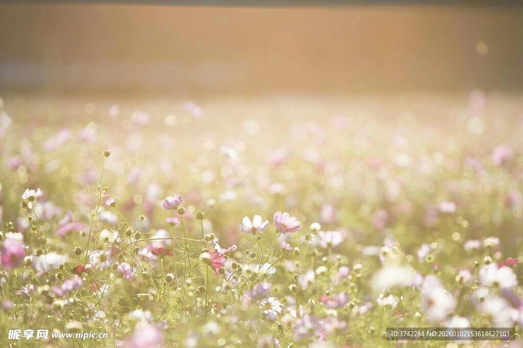 春日烂漫花海景色