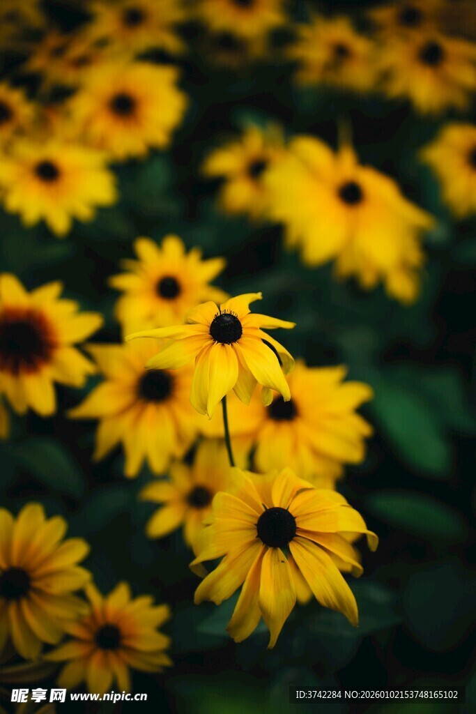 金黄灿烂的黑心菊绽放