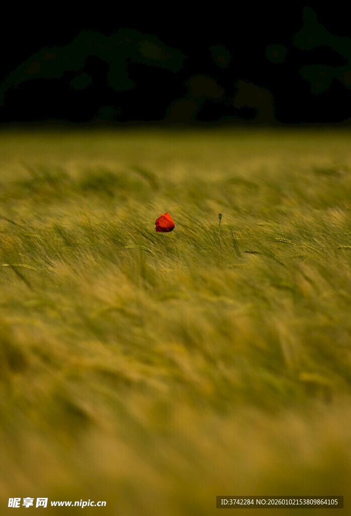 麦田中独绽的一抹红