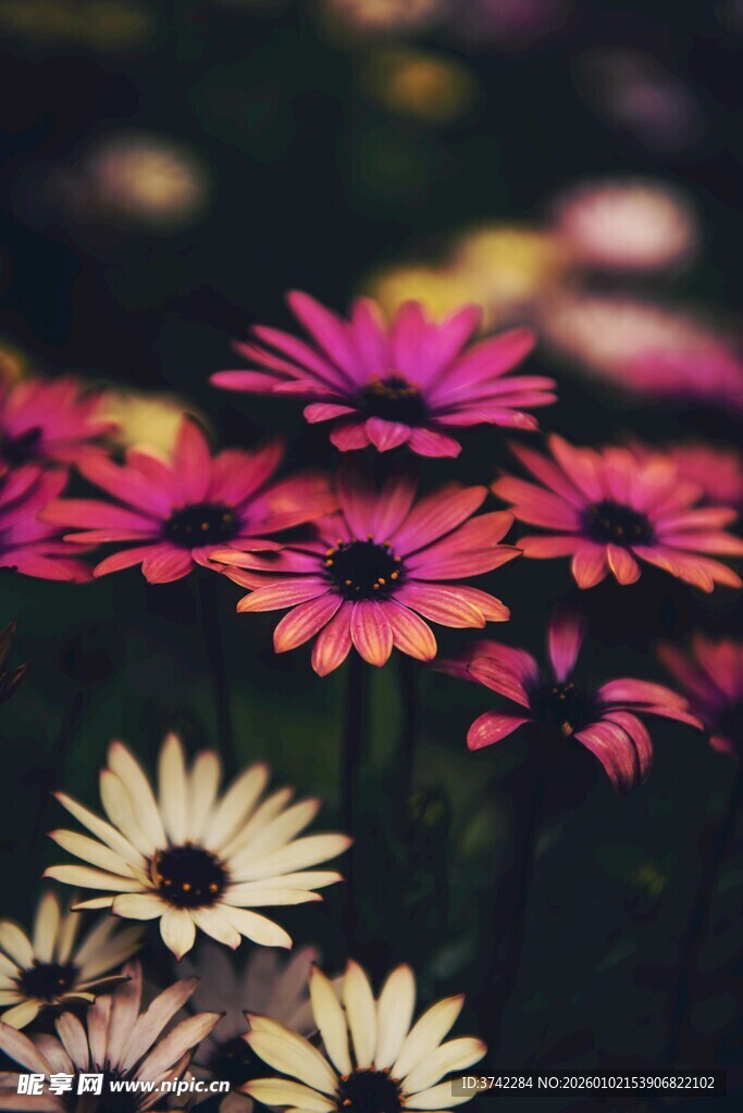 多彩雏菊绽放美丽瞬间