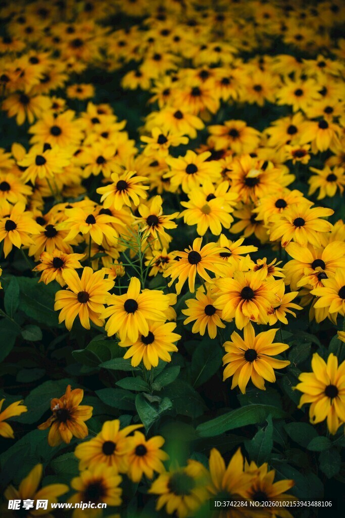 金黄灿烂的美丽小菊花海