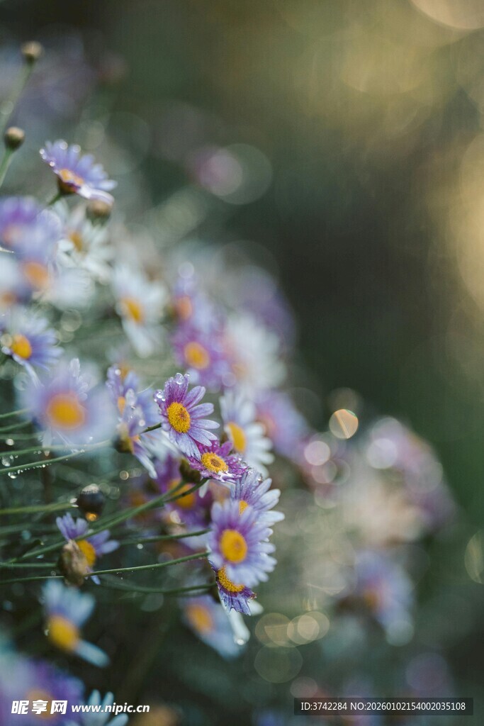 烂漫小雏菊绽放于自然