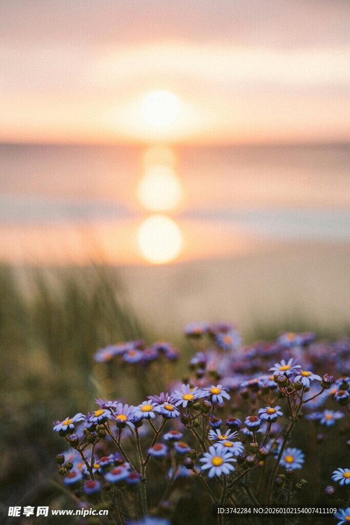 海边日落时的紫色小花